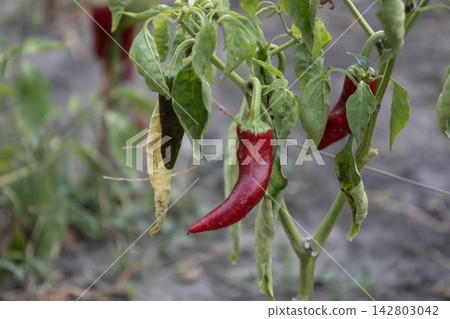 Ripe red chili pepper growing on a green plant in a garden bed with fresh leaves and ripening pods, organic farming and agriculture harvest concept in summer season outdoors. Ripe red chili pepper growing on a green plant in a garden bed with fresh leaves and ripening pods, organic farming and agriculture harvest concept in summer season outdoors. 142803042