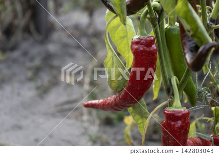 Ripe red chili pepper growing on a green plant in a garden bed with fresh leaves and ripening pods, organic farming and agriculture harvest concept in summer season outdoors. Ripe red chili pepper growing on a green plant in a garden bed with fresh leaves and ripening pods, organic farming and agriculture harvest concept in summer season outdoors. 142803043