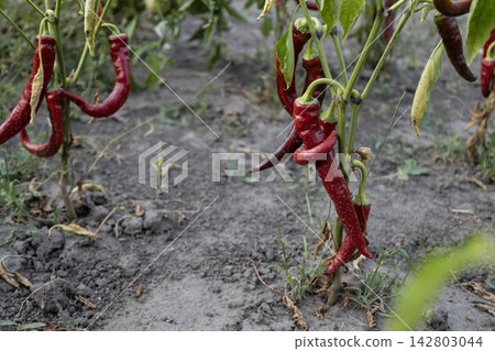 Ripe red chili pepper growing on a green plant in a garden bed with fresh leaves and ripening pods, organic farming and agriculture harvest concept in summer season outdoors. Ripe red chili pepper growing on a green plant in a garden bed with fresh leaves and ripening pods, organic farming and agriculture harvest concept in summer season outdoors. 142803044