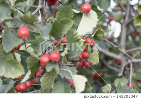 Fresh red hawthorn berries hanging on a thorny tree branch with green leaves. Beautiful autumn nature photography showcasing ripe medicinal fruit growing outdoors in the garden during sunny day Fresh red hawthorn berries hanging on a thorny tree branch with green leaves. Beautiful autumn nature photography showcasing ripe medicinal fruit growing outdoors in the garden during sunny day 142803047
