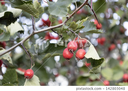 Fresh red hawthorn berries hanging on a thorny tree branch with green leaves. Beautiful autumn nature photography showcasing ripe medicinal fruit growing outdoors in the garden during sunny day Fresh red hawthorn berries hanging on a thorny tree branch with green leaves. Beautiful autumn nature photography showcasing ripe medicinal fruit growing outdoors in the garden during sunny day 142803048