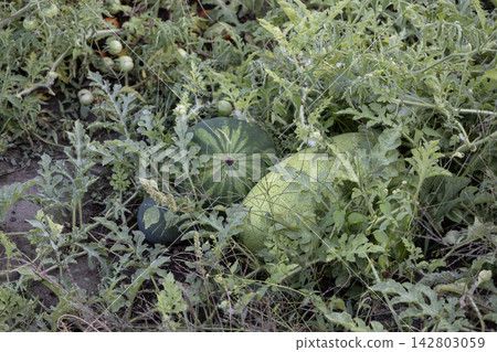 A detailed, top-down photograph captures two maturing watermelons nestled within a dense, green field of vines and leaves on dark, rich soil in a rural garden. A detailed, top-down photograph captures two maturing watermelons nestled within a dense, green field of vines and leaves on dark, rich soil in a rural garden. 142803059