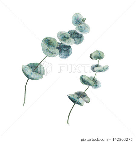 Two eucalyptus branches with silver green leaves hand drawn watercolor art, a botanical element for organic packaging branding, wedding stationery, natural skincare styling, interior decor and prints. Two eucalyptus branches with silver green leaves hand drawn watercolor art, a botanical element for organic packaging branding, wedding stationery, natural skincare styling, interior decor and prints. 142803275