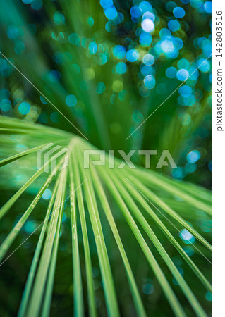 Vivid green fan palm frond glistening dew drops soft bokeh lush tropical foliage fresh natural detail. Perfect nature botanical closeup summer. Fresh exotic outdoors wellness green plant 142803516