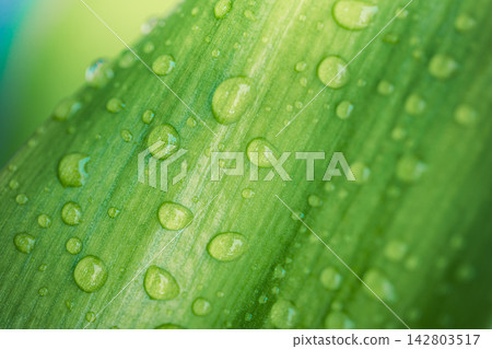 Fresh green leaf blade glistening water drops soft bokeh sparkling natural light lush macro nature detail. Perfect nature botanical closeup ecology. Pure fresh outdoors wellness green plant Fresh green leaf blade glistening water drops soft bokeh sparkling natural light lush macro nature detail. Perfect nature botanical closeup ecology. Pure fresh outdoors wellness green plant 142803517