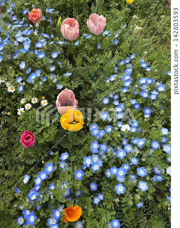 一片粉紅蝶花和鬱金香花田 一片粉紅蝶花和鬱金香花田 142803593