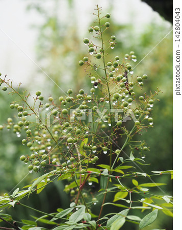 Blue nandina berries after the rain (Nandina in the upper reaches of the Yoshino River) Blue nandina berries after the rain (Nandina in the upper reaches of the Yoshino River) 142804043