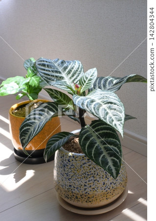 A life with houseplants basking in the soft sunlight by the window. 142804344