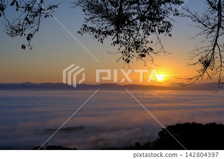 一片雲海,前景是樹枝。 一片雲海,前景是樹枝。 142804397