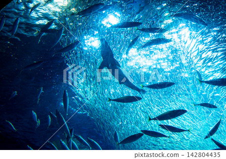 水族箱裡的一個大型水箱,裡面有成群的魚和鯊魚在巡弋。 水族箱裡的一個大型水箱,裡面有成群的魚和鯊魚在巡弋。 142804435