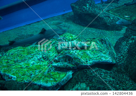 海底鯊魚游弋的景象 海底鯊魚游弋的景象 142804436