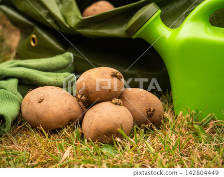 Seed potatoes and green grow bag Seed potatoes and green grow bag 142804449
