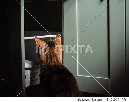 Cat looking in empty cupboard home green cabinet Cat looking in empty cupboard home green cabinet 142804459