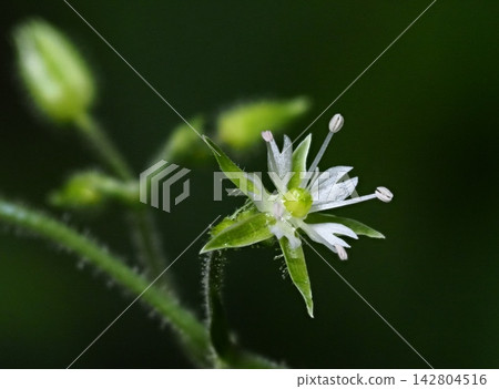 Mountain chickweed flower Mountain chickweed flower 142804516