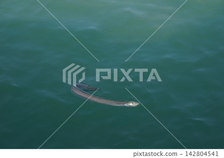 A photo of an eel swimming in the sea. A photo of an eel swimming in the sea. 142804541