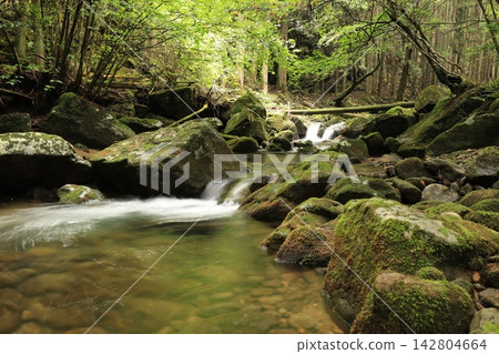 Clear current flowing through the forest Clear current flowing through the forest 142804664