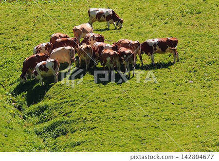 A peaceful herd of cows grazing in the lush, natural beauty of the Swiss Alps. A peaceful herd of cows grazing in the lush, natural beauty of the Swiss Alps. 142804677