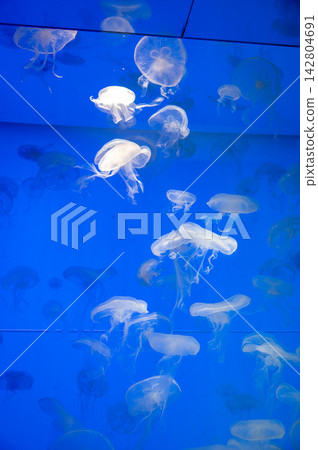 An aquarium filled with fantastical swarms of jellyfish. An aquarium filled with fantastical swarms of jellyfish. 142804691