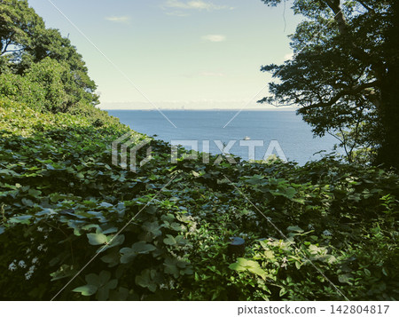 猿島的景色,碧海藍天在鬱鬱蔥蔥的綠植後延伸開去。 猿島的景色,碧海藍天在鬱鬱蔥蔥的綠植後延伸開去。 142804817