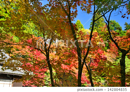 久多羅寺:主寺花園的秋葉 久多羅寺:主寺花園的秋葉 142804835