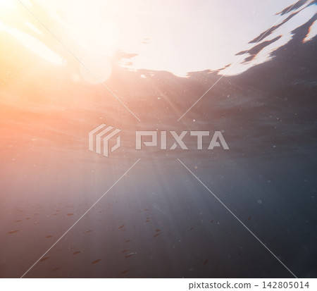 Warm sunlight filtering through clear ocean waters illuminating small schooling fish swimming in deep aquatic environment Warm sunlight filtering through clear ocean waters illuminating small schooling fish swimming in deep aquatic environment 142805014
