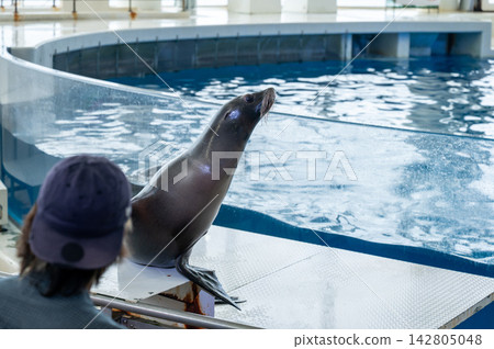 Aquarium show: Close-up of a sea lion Aquarium show: Close-up of a sea lion 142805048