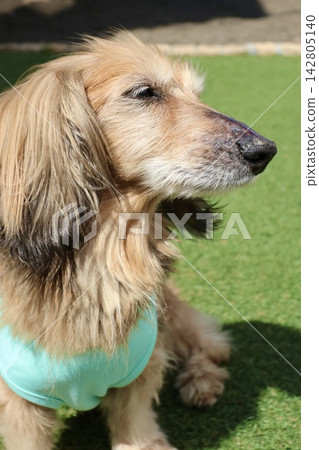 A senior miniature dachshund sits off-leash on the grass, looking dazzled by the sun. A senior miniature dachshund sits off-leash on the grass, looking dazzled by the sun. 142805140