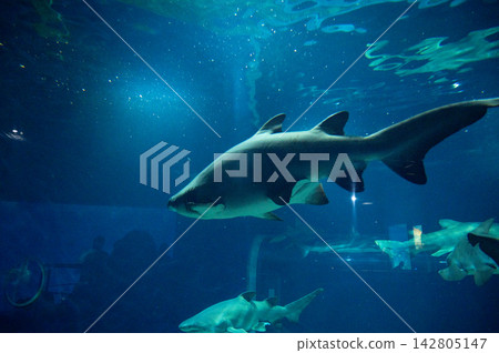 一條鯊魚的全身像，悠閒地游弋在水族箱中。 142805147