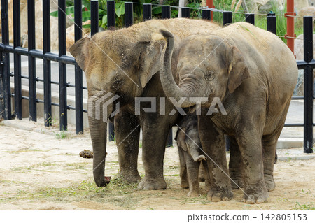 Asian elephant family 142805153