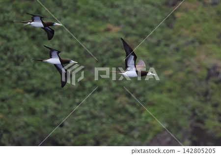 成群的鰹鳥一起飛翔 成群的鰹鳥一起飛翔 142805205