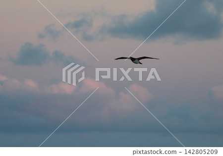 Booby birds flying in the evening sky Booby birds flying in the evening sky 142805209