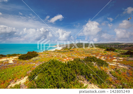 Beautiful blossoming hills along ocean shore in spring on a sunny day. Polvoeira the beach, Portugal, Europe Beautiful blossoming hills along ocean shore in spring on a sunny day. Polvoeira the beach, Portugal, Europe 142805249