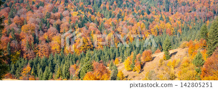 Autumn in the mountains. View of the mountains in autumn. Beautiful nature landscape. Carpathian mountains. Synevyr Pass, Zakarpattia Oblast, Ukraine Autumn in the mountains. View of the mountains in autumn. Beautiful nature landscape. Carpathian mountains. Synevyr Pass, Zakarpattia Oblast, Ukraine 142805251