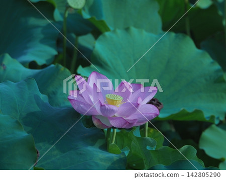 Landscape with lotus flowers Landscape with lotus flowers 142805290