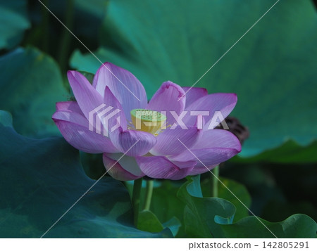 Landscape with lotus flowers 142805291