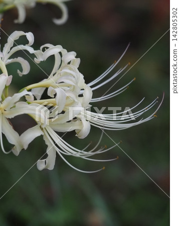 White cluster amaryllis White cluster amaryllis 142805302