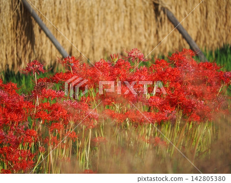 紅蜘蛛百合 紅蜘蛛百合 142805380