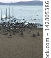 Sunset view overlooking Lake Inawashiro and Mount Bandai, and swans. 142805386