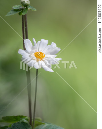 Beautiful white anemone Beautiful white anemone 142805402