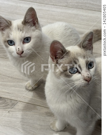 Two kittens staring at us. Two kittens staring at us. 142805405