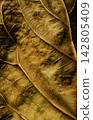 Green Leaf Texture and Natural Foliage Background 142805409
