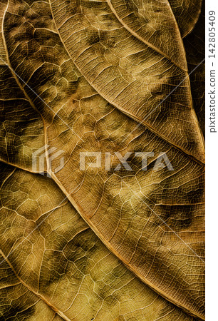 Green Leaf Texture and Natural Foliage Background Green Leaf Texture and Natural Foliage Background 142805409