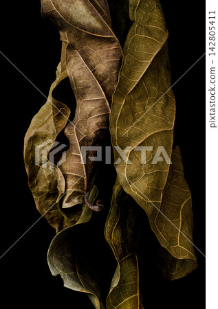 Green Leaf Texture and Natural Foliage Background Green Leaf Texture and Natural Foliage Background 142805411