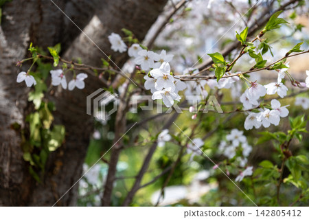 Cherry blossom buds beginning to bloom and new green leaves sprouting. Cherry blossom buds beginning to bloom and new green leaves sprouting. 142805412