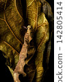 Green Leaf Texture and Natural Foliage Background 142805414