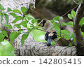 Young Japanese Grosbeak 142805415