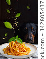 Dachshund Dog Sitting in Front of a Plate of Spaghetti with Fresh Basil 142805437
