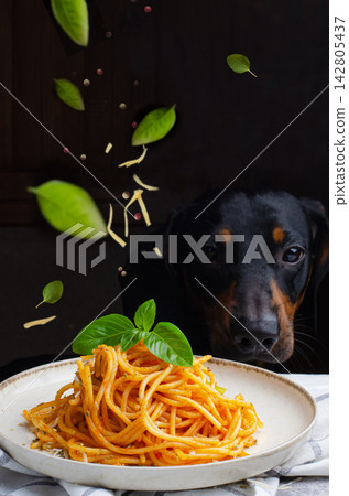 Dachshund Dog Sitting in Front of a Plate of Spaghetti with Fresh Basil 142805437