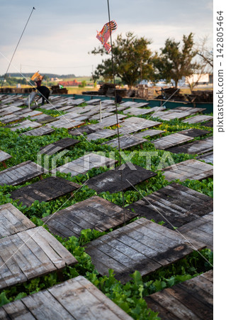 Snail farm with wooden shelters in green field, heliciculture production system and sustainable agriculture concept Snail farm with wooden shelters in green field, heliciculture production system and sustainable agriculture concept 142805464
