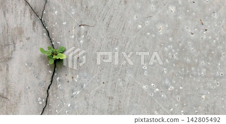 Small green plants grow through the cracks in the concrete wall. Small green plants grow through the cracks in the concrete wall. 142805492